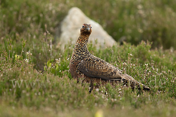 Moorschneehuhn (Lagopus lagopus)