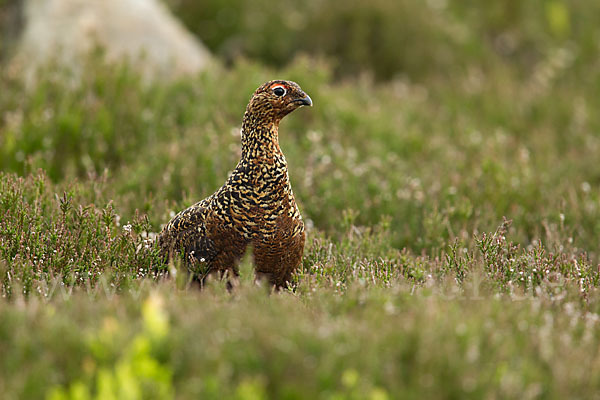 Moorschneehuhn (Lagopus lagopus)