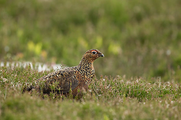 Moorschneehuhn (Lagopus lagopus)