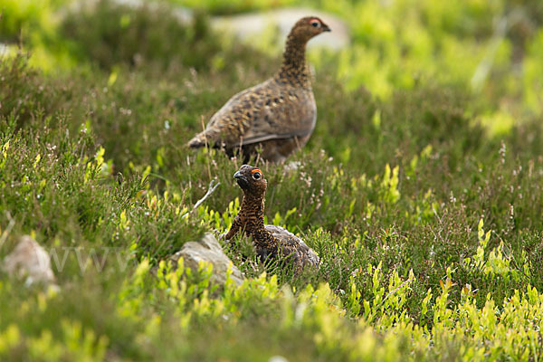 Moorschneehuhn (Lagopus lagopus)