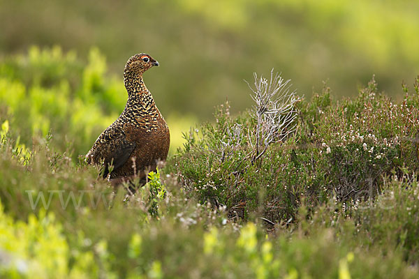 Moorschneehuhn (Lagopus lagopus)