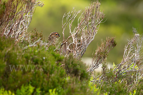 Moorschneehuhn (Lagopus lagopus)