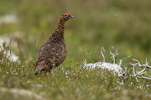 Moorschneehuhn (Lagopus lagopus)