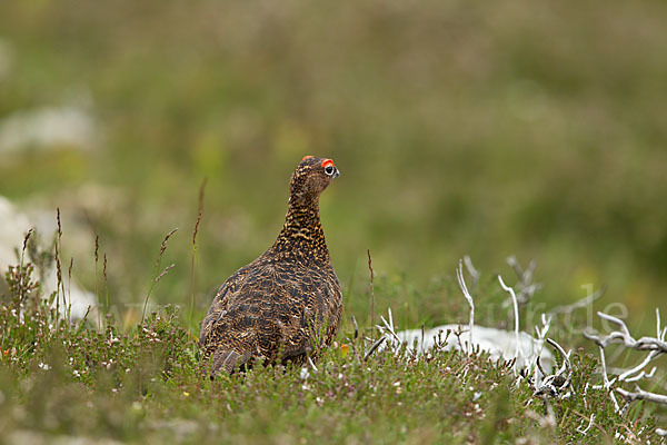 Moorschneehuhn (Lagopus lagopus)