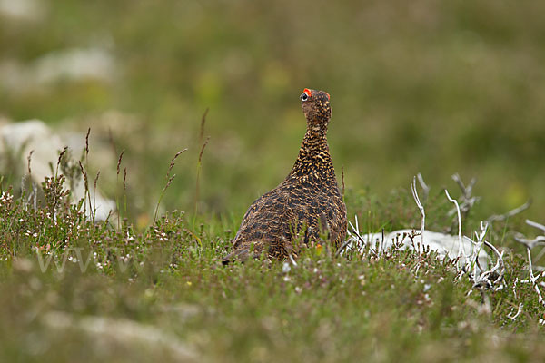 Moorschneehuhn (Lagopus lagopus)