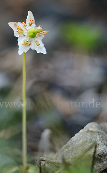 Moosauge (Moneses uniflora)