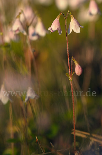 Moosglöckchen (Linnaea borealis)