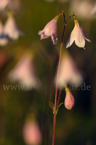 Moosglöckchen (Linnaea borealis)