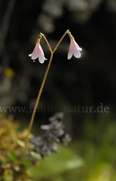 Moosglöckchen (Linnaea borealis)