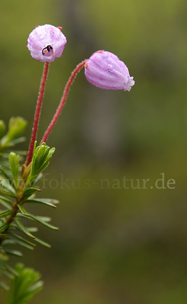 Moosheide (Phyllodoce caerulea)