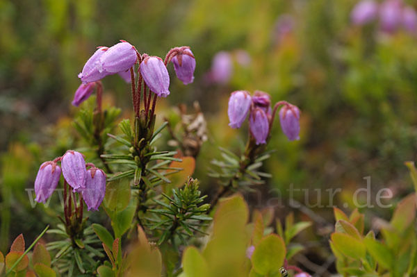 Moosheide (Phyllodoce caerulea)