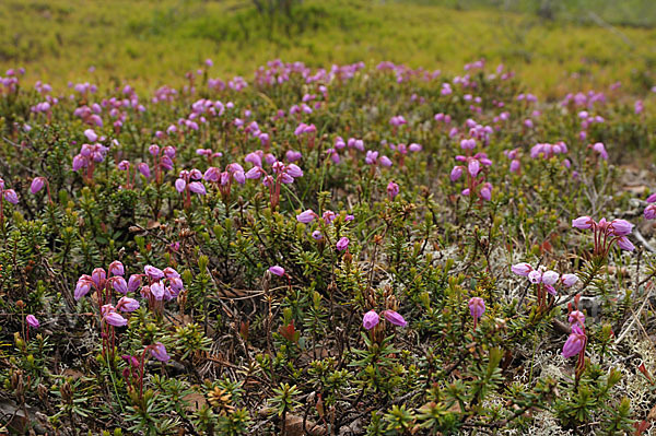 Moosheide (Phyllodoce caerulea)