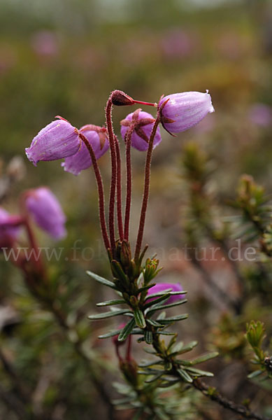 Moosheide (Phyllodoce caerulea)