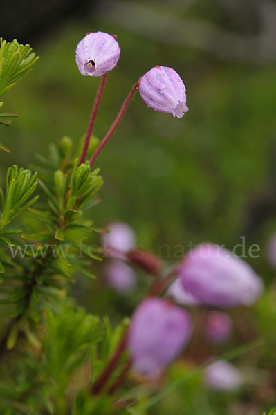 Moosheide (Phyllodoce caerulea)