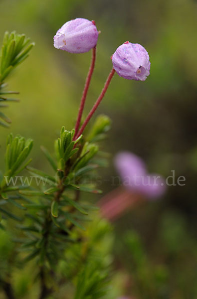 Moosheide (Phyllodoce caerulea)