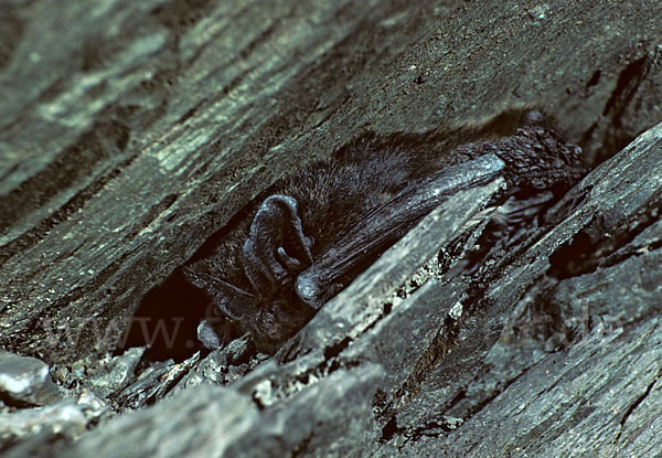 Mopsfledermaus (Barbastella barbastellus)