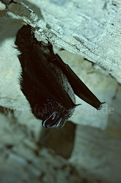 Mopsfledermaus (Barbastella barbastellus)