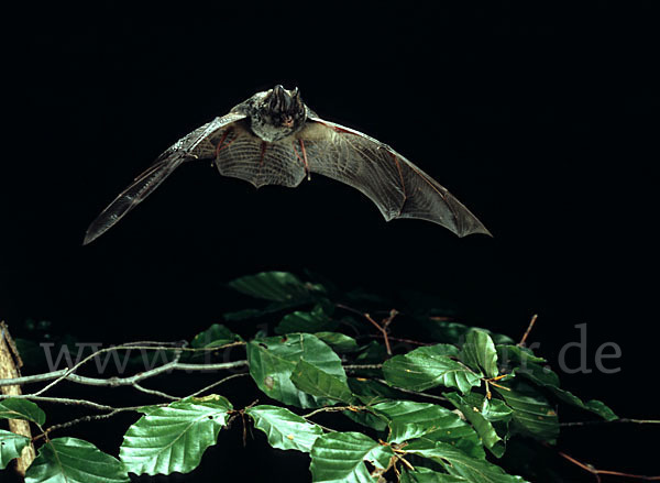 Mopsfledermaus (Barbastella barbastellus)