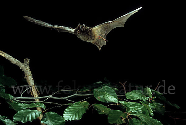 Mopsfledermaus (Barbastella barbastellus)