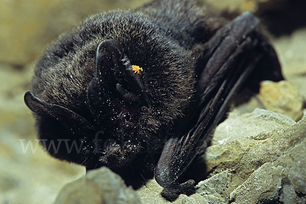 Mopsfledermaus (Barbastella barbastellus)