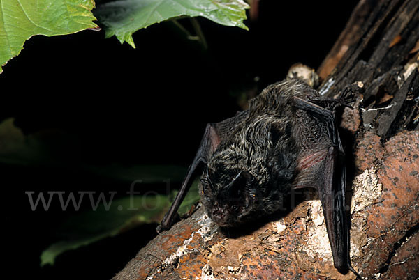 Mopsfledermaus (Barbastella barbastellus)