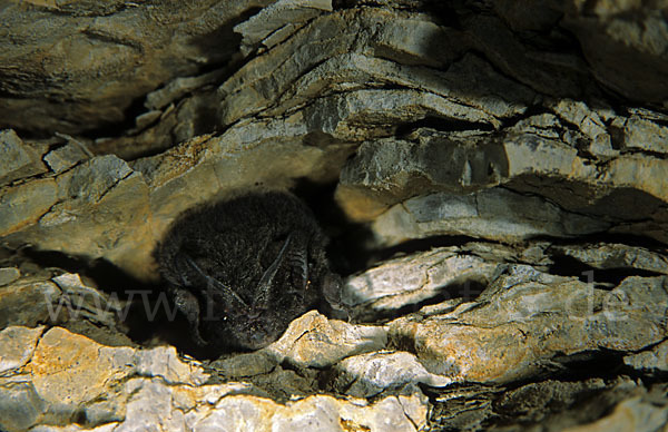 Mopsfledermaus (Barbastella barbastellus)