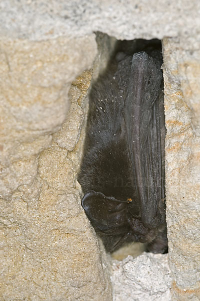 Mopsfledermaus (Barbastella barbastellus)