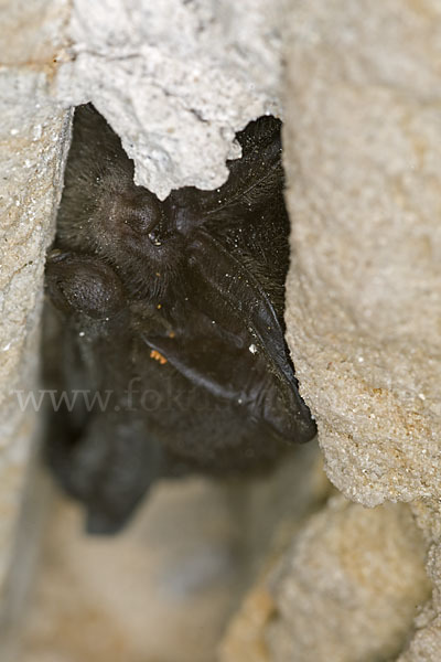 Mopsfledermaus (Barbastella barbastellus)