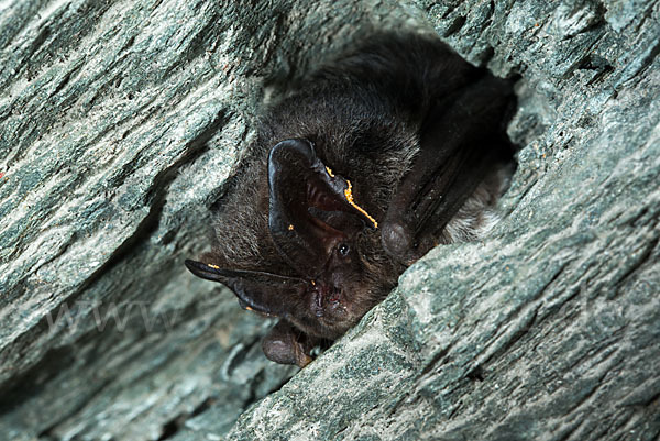 Mopsfledermaus (Barbastella barbastellus)