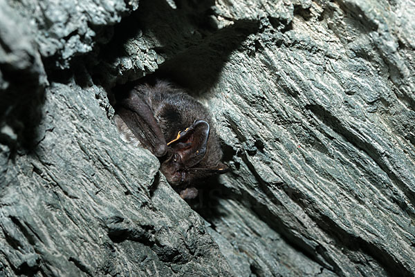 Mopsfledermaus (Barbastella barbastellus)