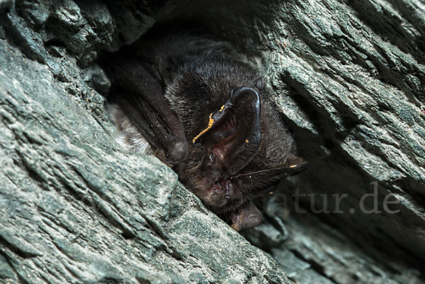 Mopsfledermaus (Barbastella barbastellus)