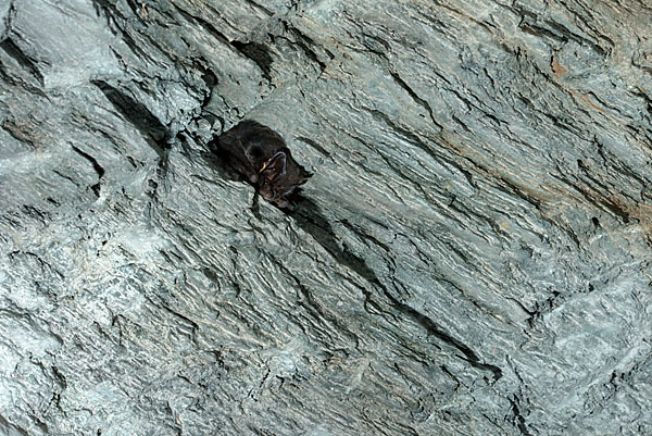 Mopsfledermaus (Barbastella barbastellus)