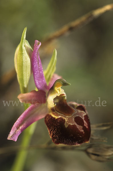 Moris' Ragwurz (Ophrys morisii)