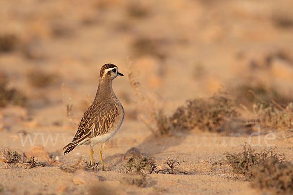 Mornellregenpfeifer (Charadrius morinellus)