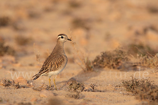 Mornellregenpfeifer (Charadrius morinellus)