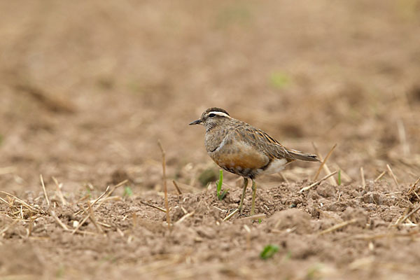 Mornellregenpfeifer (Charadrius morinellus)