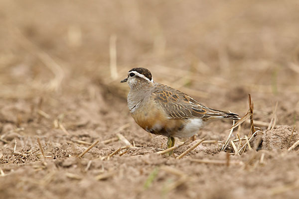 Mornellregenpfeifer (Charadrius morinellus)