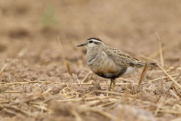 Mornellregenpfeifer (Charadrius morinellus)