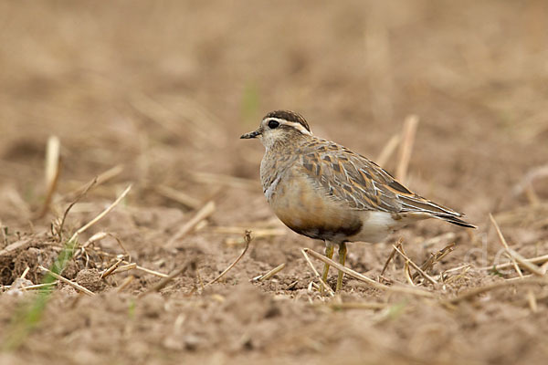 Mornellregenpfeifer (Charadrius morinellus)