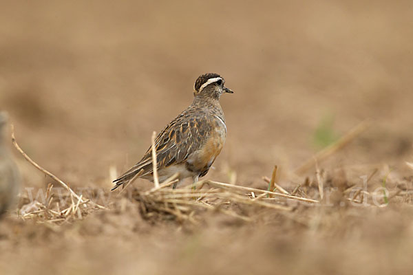 Mornellregenpfeifer (Charadrius morinellus)