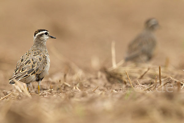 Mornellregenpfeifer (Charadrius morinellus)