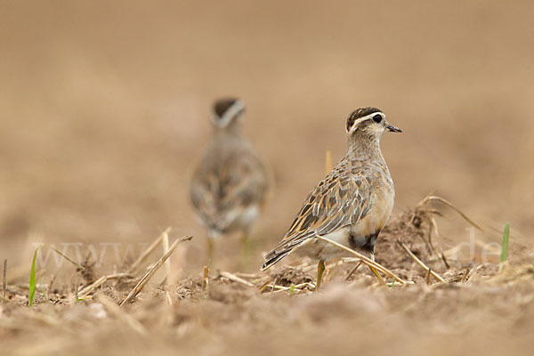 Mornellregenpfeifer (Charadrius morinellus)