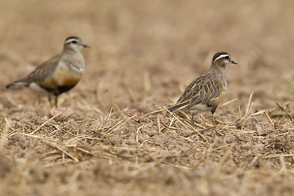 Mornellregenpfeifer (Charadrius morinellus)