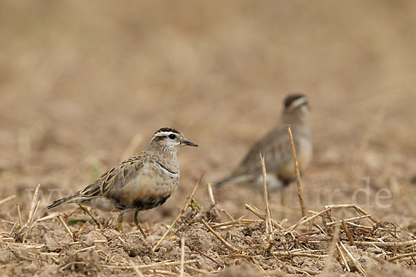 Mornellregenpfeifer (Charadrius morinellus)