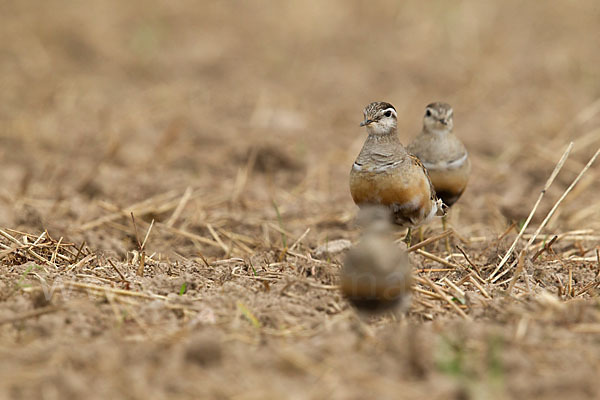 Mornellregenpfeifer (Charadrius morinellus)