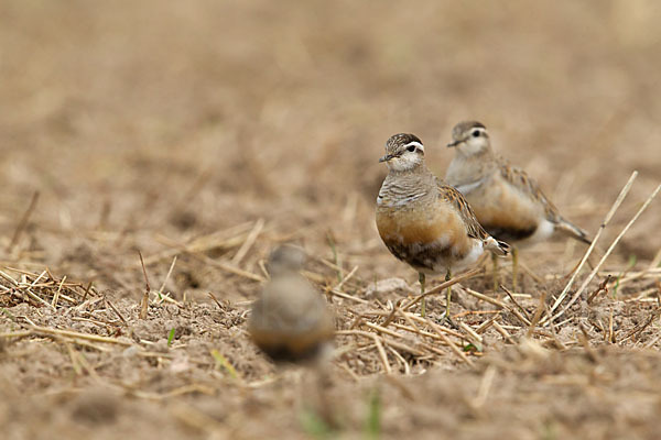 Mornellregenpfeifer (Charadrius morinellus)