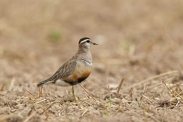 Mornellregenpfeifer (Charadrius morinellus)