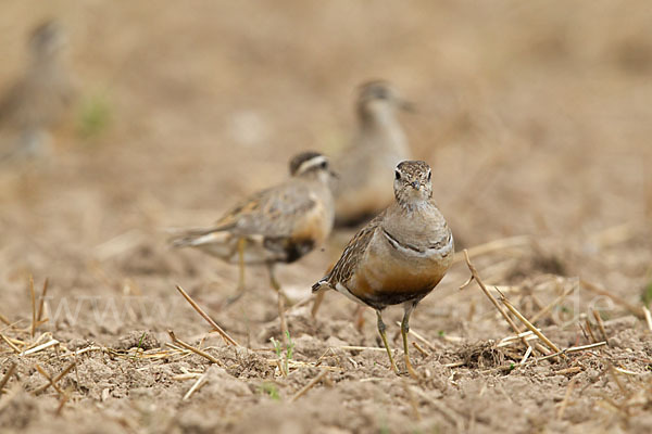 Mornellregenpfeifer (Charadrius morinellus)