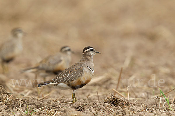 Mornellregenpfeifer (Charadrius morinellus)