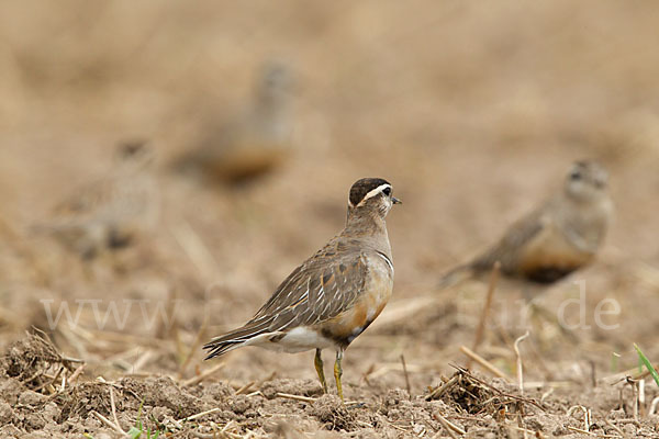 Mornellregenpfeifer (Charadrius morinellus)